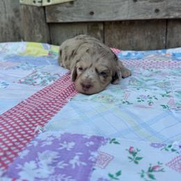 Maple - Dapple female Dachshund puppy in Squires, Missouri from Hudson’s Hounds