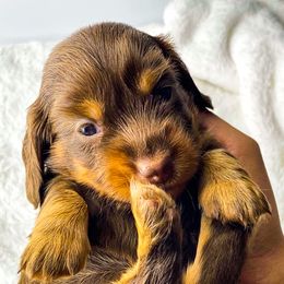 Dachshund Puppies from Hart Dachshunds