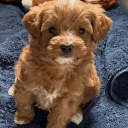 Dahlia - Apricot female Goldendoodle puppy in Newaygo, Michigan from West Michigan Doodles and Poodles