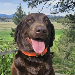 Tana - Labrador Retriever