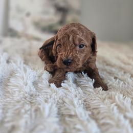 Pluto - Red  male Goldendoodle puppy in Newdale, Idaho from Canyon Creek Puppies