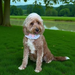 Abby - Goldendoodle