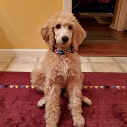 Poodle Puppies from Leah Reeves