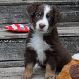 Cedar - Red tri-color male Australian Shepherd puppy in Burbank, South Dakota from Dakota Rose Aussies