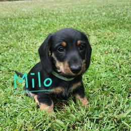 Milo - Black and tan male Dachshund puppy in Watts, Oklahoma from Circle F Wired Wieners