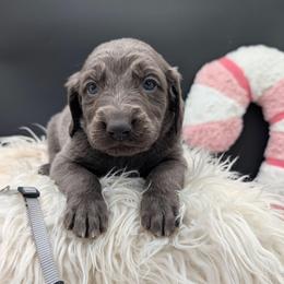 Comet - male Long Haired Weimaraner puppy in Evart, Michigan from Drehbar Weimaraners