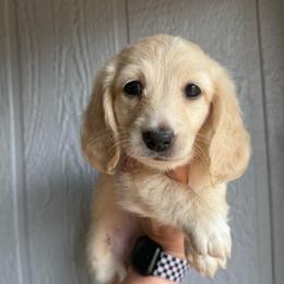 Cream puff - Cream female Dachshund puppy in New Mexico from Zia Trail Doxies