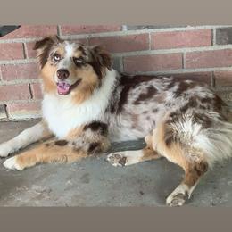 Bo - Miniature American Shepherd