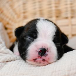 Inca - Black and white female Boston Terrier puppy in Plymouth, New Hampshire from Punk Kennels
