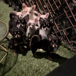 Chihuahua Puppies from Couture Companions