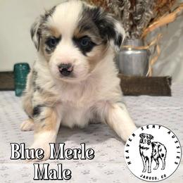 Venice - Blue merle male Toy Australian Shepherd puppy in Jaroso, Colorado from Heaven Sent Aussies