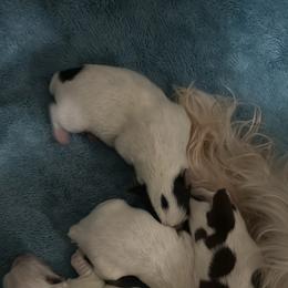 Yorkshire Terrier Puppies from Cristy’s Yorkies