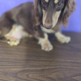 Mocha - Dachshund