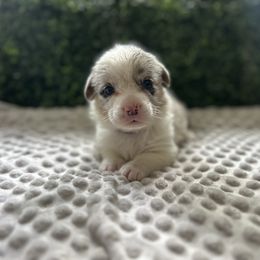 Tulsa - Red merle and white female Cardigan Welsh Corgi puppy in Clio, Michigan from Old Oak Cardigans