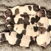 Shorkie puppies from Lil Luxe Pups