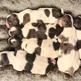 Shorkie puppies from Lil Luxe Pups