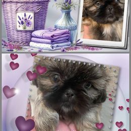 Shih Tzu Puppies from Mtn Top Royal Shih Tzu
