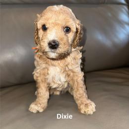 Goldendoodle Puppies from Gracious Doodle Dogs