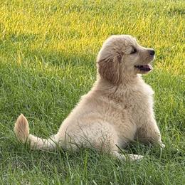 Sam - Light golden male Golden Retriever puppy in Lynn, Indiana from Four Seasons