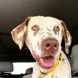 Maylee - Dalmatian