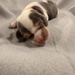 Orange collar- boy - Blue tan and white male Beagle puppy in Las Vegas, Nevada from Hound Kings