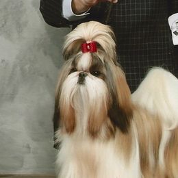 Ami-I - Shih Tzu