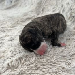 Freedom - Black brindle female Whippet puppy in Fort Myers, Florida from Rainbow Whippets