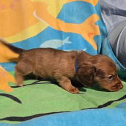 Boy 1 - Red male Dachshund puppy in Jackson's Gap, Alabama from Lake Martin Doxies