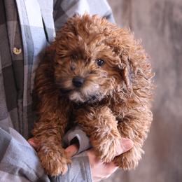 Jack - Red male Whoodle puppy in West Bend, Iowa from Blue Skies Terriers
