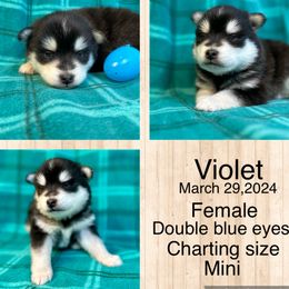 Violet - Black and white Pomsky puppy in Bunch, Oklahoma from Madden Mountain Pomskies