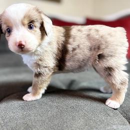 Oscar (AKC and ASDR) - Red merle male Miniature American Shepherd puppy in Stockton, Missouri from Kizmit Farmz