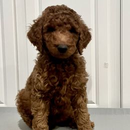 Boy 6 - Red  Goldendoodle puppy in Mount Juliet, Tennessee from Furever Doodle Co