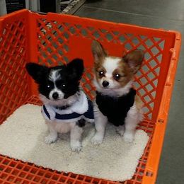 Papillon Puppies from Winddancers Papillons
