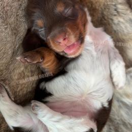 Dolly Parton - Piebald female Dachshund puppy in Chandler, Arizona from Vonaducci Doxies, LLC.