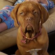 Dogue de Bordeaux All Grown Up from Robin Newland's Dogue de Bordeaux Puppies