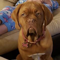 Dogue de Bordeaux All Grown Up from Robin Newland's Dogue de Bordeaux Puppies