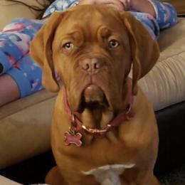 Dogue de Bordeaux All Grown Up from Robin Newland's Dogue de Bordeaux Puppies