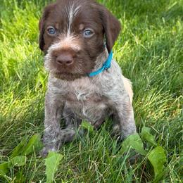 Aqua male - Brown and gray male Wirehaired Pointing Griffon puppy in Williston, North Dakota from Little Muddy Griffons
