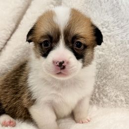 Girl 3 - Pembroke Welsh Corgi puppy in Springville, California from Campbell Creek Corgis