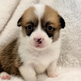 Girl 3 - Pembroke Welsh Corgi puppy in Springville, California from Campbell Creek Corgis