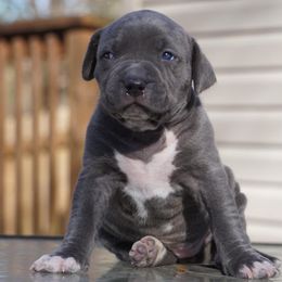 American Bullies from Herrera’s K9’s