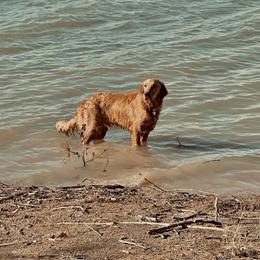 River - Golden Retriever