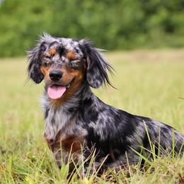 Dottie - Dachshund