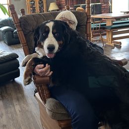 Bernese Mountain Dog Puppies from Lonesome Pine Farm
