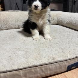 Hans - Black tri-color male Australian Shepherd puppy in Terryville, Connecticut from Spirited Aussies
