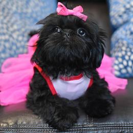 Shih Tzu and Shorkie Puppies from Nana's Happy Pups