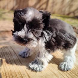 Milo - Parti male Miniature Schnauzer puppy in Diana, Texas from Happy Pawz Schnauzers