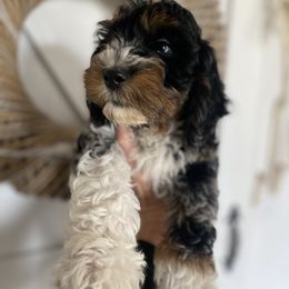 Goldendoodle Puppies from Whidbey Goldendoodles