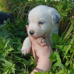 Lazuli - Blue merle male Australian Shepherd puppy in Sultan, Washington from Van Huitt Australian Shepherds