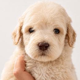 Biscotti - Cream male Poodle puppy in Grovetown, Georgia from PND Kennel